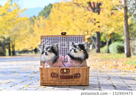 Beautiful ginkgo trees and two Chihuahuas Beautiful ginkgo trees and two Chihuahuas 132993473