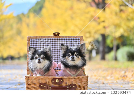 Beautiful ginkgo trees and two Chihuahuas Beautiful ginkgo trees and two Chihuahuas 132993474
