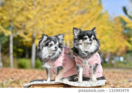 Beautiful ginkgo trees and two Chihuahuas Beautiful ginkgo trees and two Chihuahuas 132993479