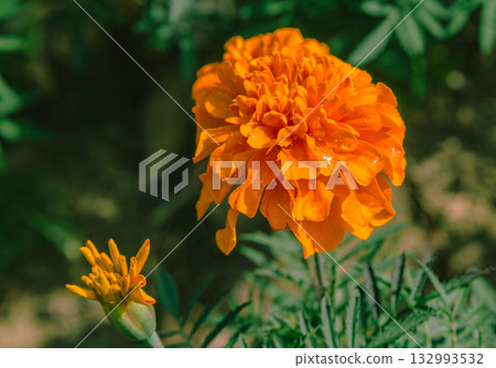 萬壽菊山 萬壽菊 2-28 132993532