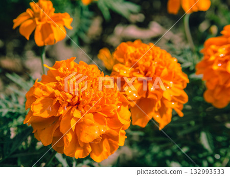 Marigold Hill Marigold Flowers 2-29 132993533