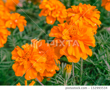 Marigold Hill Marigold Flowers 2-30 132993534