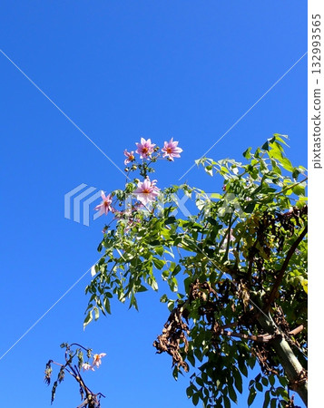 Pink Emperor Dahlia 132993565