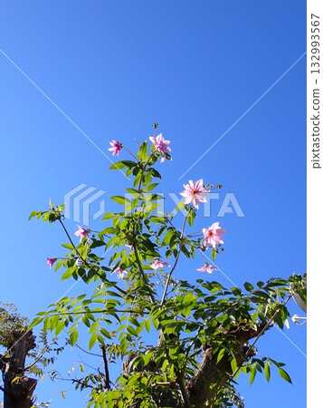 Pink Emperor Dahlia Pink Emperor Dahlia 132993567