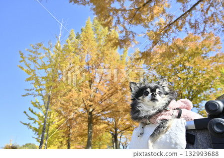 Walking in a pet cart, viewing autumn leaves, Chihuahua 132993688