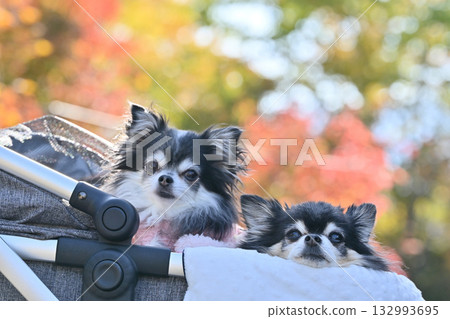 Walking in a pet cart, viewing autumn leaves, Chihuahua 132993695