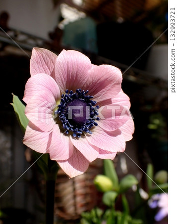 Native anemone pink 132993721