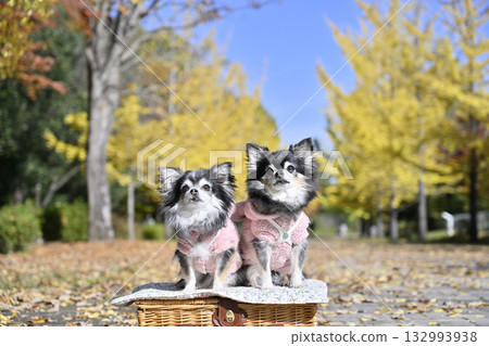 Beautiful ginkgo tree lined street with two friendly Chihuahuas 132993938