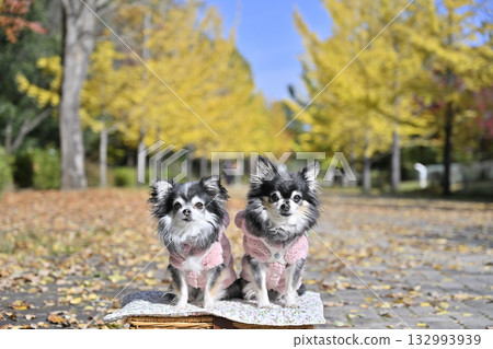 Beautiful ginkgo tree lined street with two friendly Chihuahuas 132993939
