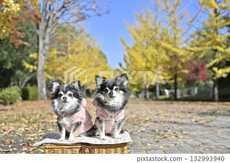 美麗的銀杏樹街道兩旁，兩隻友善的吉娃娃犬。 132993940