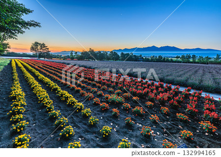 清晨，富田農場和十勝山脈的景色盡收眼底。 132994165