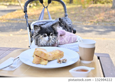 A woman and her Chihuahua relaxing on the terrace of a cafe 132994222
