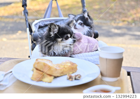 A woman and her Chihuahua relaxing on the terrace of a cafe A woman and her Chihuahua relaxing on the terrace of a cafe 132994223