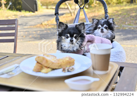 一位女士和她的吉娃娃犬在咖啡館的露臺上放鬆休息 132994224