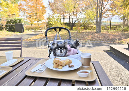 A woman and her Chihuahua relaxing on the terrace of a cafe 132994226