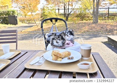 A woman and her Chihuahua relaxing on the terrace of a cafe 132994227