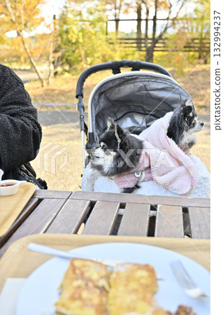 A woman and her Chihuahua relaxing on the terrace of a cafe A woman and her Chihuahua relaxing on the terrace of a cafe 132994237