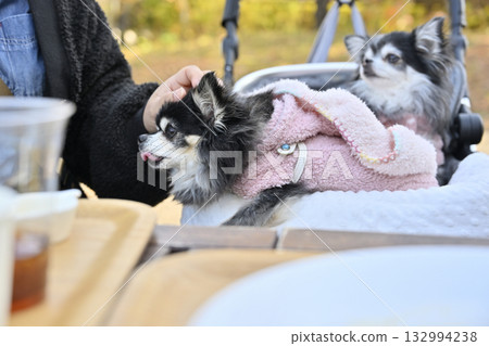 一位女士和她的吉娃娃犬在咖啡館的露臺上放鬆休息 132994238