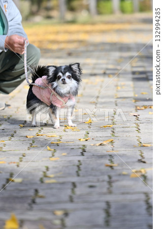 一位男士牽著吉娃娃犬沿著一排銀杏樹散步,秋日景色盡收眼底。 一位男士牽著吉娃娃犬沿著一排銀杏樹散步,秋日景色盡收眼底。 132994285