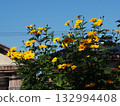 Yellow Emperor Sunflowers bathed in autumn sunlight (Blue sky and Emperor Sunflower flowers and buds) 132994408