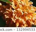 Close-up of orange Osmanthus flowers (full blooming Osmanthus in the sunshine) 132994533