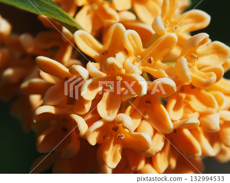 橘色桂花特寫（陽光下盛開的桂花） 132994533