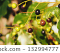 Colorful camphor tree fruits bathed in autumn sunlight (colored camphor tree fruits and leaves) 132994777