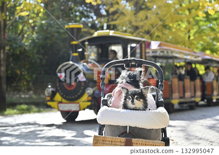 火車和吉娃娃，秋葉銀杏樹 132995047