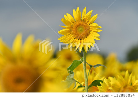 向日葵向藍天綻放 向日葵向藍天綻放 132995054