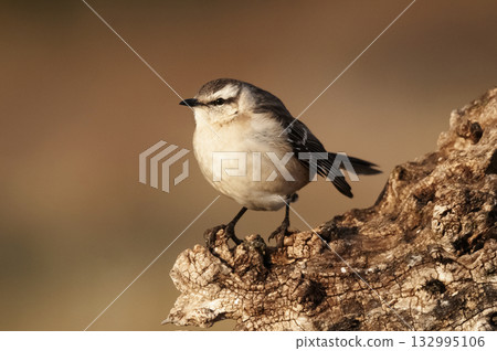 Chalk browed Mockingbird, La Pampa Province, Patagonia, Argentina 132995106