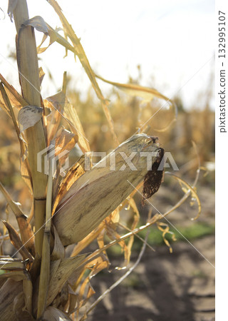 Corn cob growing on plant ready to harvest, Argentine Countryside, Buenos Aires Province, Argentina 132995107