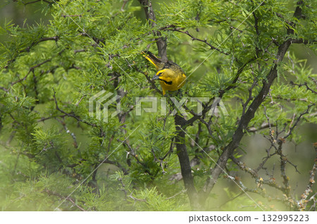 Yellow Cardinal, Gubernatrix cristata, Endangered species in La Pampa, Argentina Yellow Cardinal, Gubernatrix cristata, Endangered species in La Pampa, Argentina 132995223