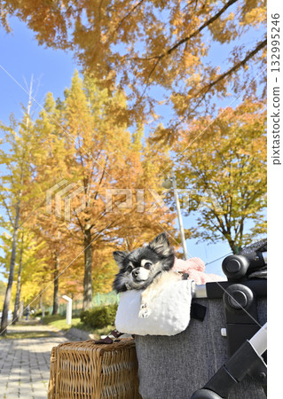 Autumn leaf viewing Chihuahua Autumn leaf viewing Chihuahua 132995246