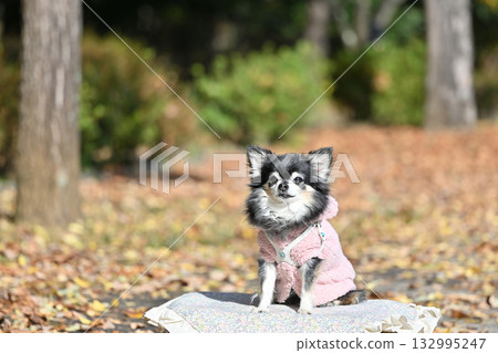Autumn leaf viewing Chihuahua Autumn leaf viewing Chihuahua 132995247