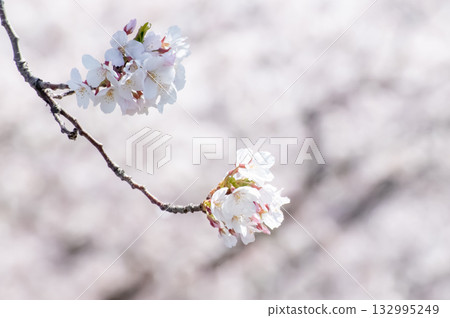 Cherry blossoms in full bloom Cherry blossoms in full bloom 132995249