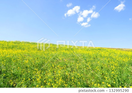 Spring scenery along the banks of the Edogawa River with rape blossoms in full bloom 132995290