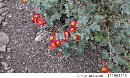 Shimakangiku 132995333