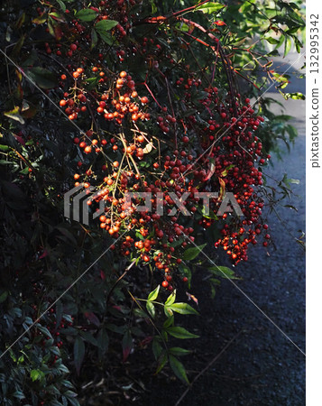 Red-colored nandina berries on the roadside (nandina after the rain) 132995342