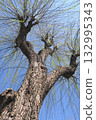 Dead weeping willow tree and blue spring sky 132995343