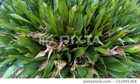 哈蘭 哈蘭 132995368