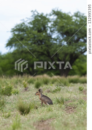Patagonian Cavi.Peninsula de Valdes 132995395