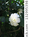 White camellias blooming in the sunlight filtering through the leaves in a spring park 132995398