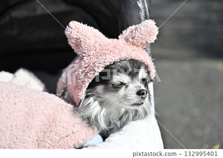 My beloved Chihuahua walking around wearing a cute hat 132995401