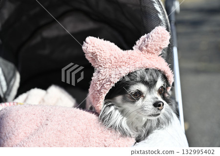 我心愛的吉娃娃戴著可愛的帽子到處走。 132995402