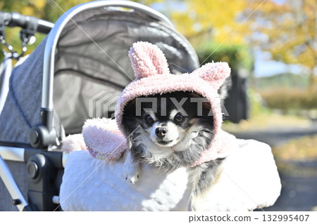 我心愛的吉娃娃戴著可愛的帽子到處走。 我心愛的吉娃娃戴著可愛的帽子到處走。 132995407