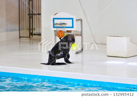 海豹表演 132995412