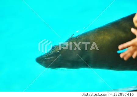 海豹表演 海豹表演 132995416