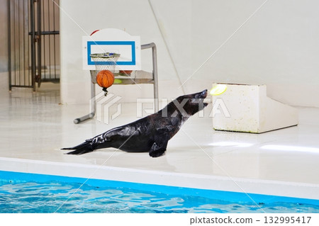 海豹表演 132995417