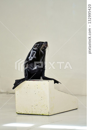 Fur seal performance 132995420