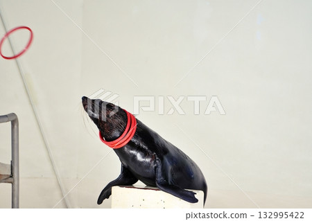 Fur seal performance 132995422
